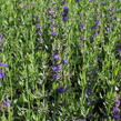 Yzop lékařský 'Blues' - Hyssopus officinalis 'Blues'