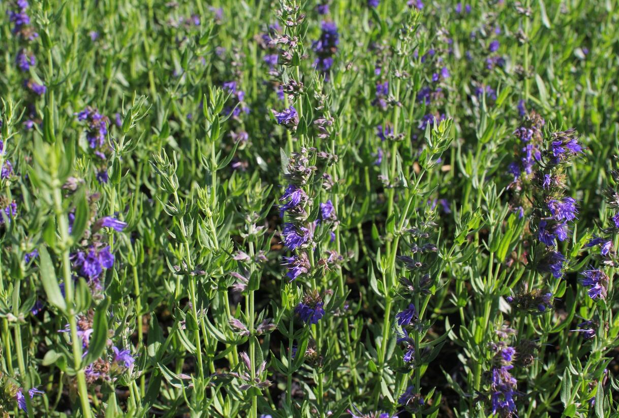 Yzop lékařský 'Blues' - Hyssopus officinalis 'Blues'