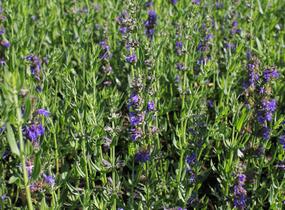 Yzop lékařský 'Blues' - Hyssopus officinalis 'Blues'