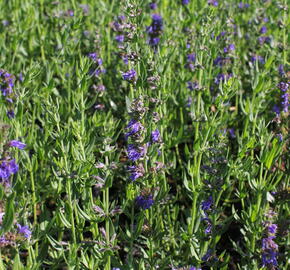 Yzop lékařský 'Blues' - Hyssopus officinalis 'Blues'