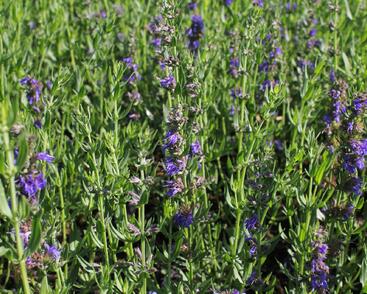 Yzop lékařský 'Blues'