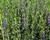 Yzop lékařský 'Blues'