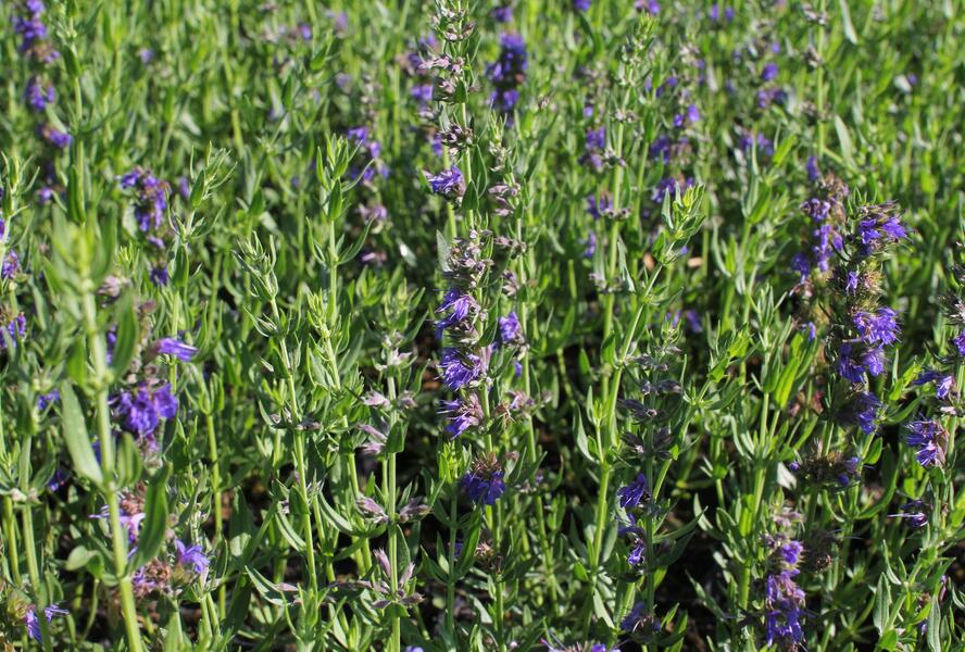 Yzop lékařský 'Blues' - Hyssopus officinalis 'Blues'