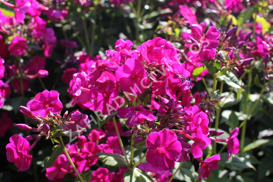 Plamenka lantatá 'Flame Purple' - Phlox paniculata 'Flame Purple'