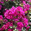 Plamenka lantatá 'Flame Purple' - Phlox paniculata 'Flame Purple'