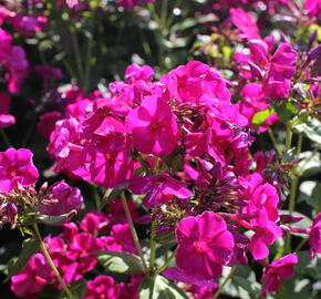 Plamenka lantatá 'Flame Purple' - Phlox paniculata 'Flame Purple'