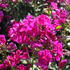 plamenka-lantata-flame-purple.jpg