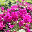Plamenka lantatá 'Flame Purple' - Phlox paniculata 'Flame Purple'
