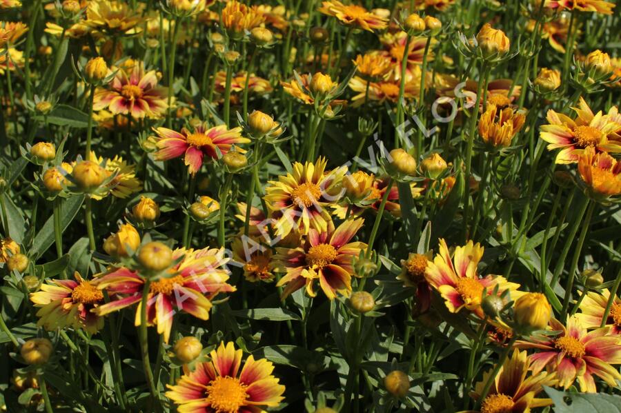 Krásnoočko 'Little Bang Enchanted Eve' - Coreopsis 'Little Bang Enchanted Eve'