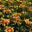 Krásnoočko 'Little Bang Enchanted Eve' - Coreopsis 'Little Bang Enchanted Eve'