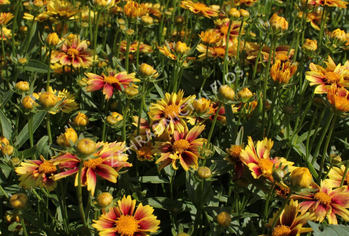 Krásnoočko 'Little Bang Enchanted Eve' - Coreopsis 'Little Bang Enchanted Eve'
