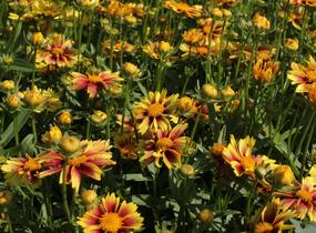 Krásnoočko 'Little Bang Enchanted Eve' - Coreopsis 'Little Bang Enchanted Eve'