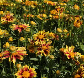 Krásnoočko 'Little Bang Enchanted Eve' - Coreopsis 'Little Bang Enchanted Eve'