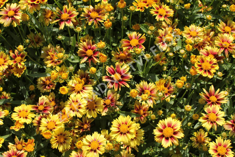 Krásnoočko 'Little Bang Enchanted Eve' - Coreopsis 'Little Bang Enchanted Eve'