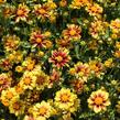 Krásnoočko 'Little Bang Enchanted Eve' - Coreopsis 'Little Bang Enchanted Eve'