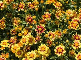 Krásnoočko 'Little Bang Enchanted Eve' - Coreopsis 'Little Bang Enchanted Eve'
