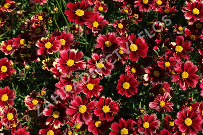 Krásnoočko 'Little Bang Red Elf' - Coreopsis 'Little Bang Red Elf'