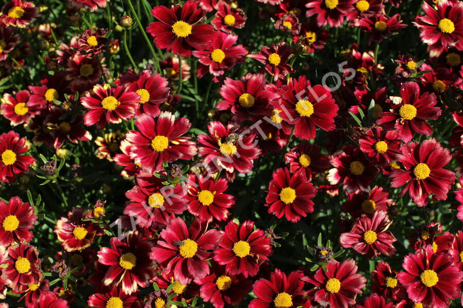 Krásnoočko 'Little Bang Red Elf' - Coreopsis 'Little Bang Red Elf'