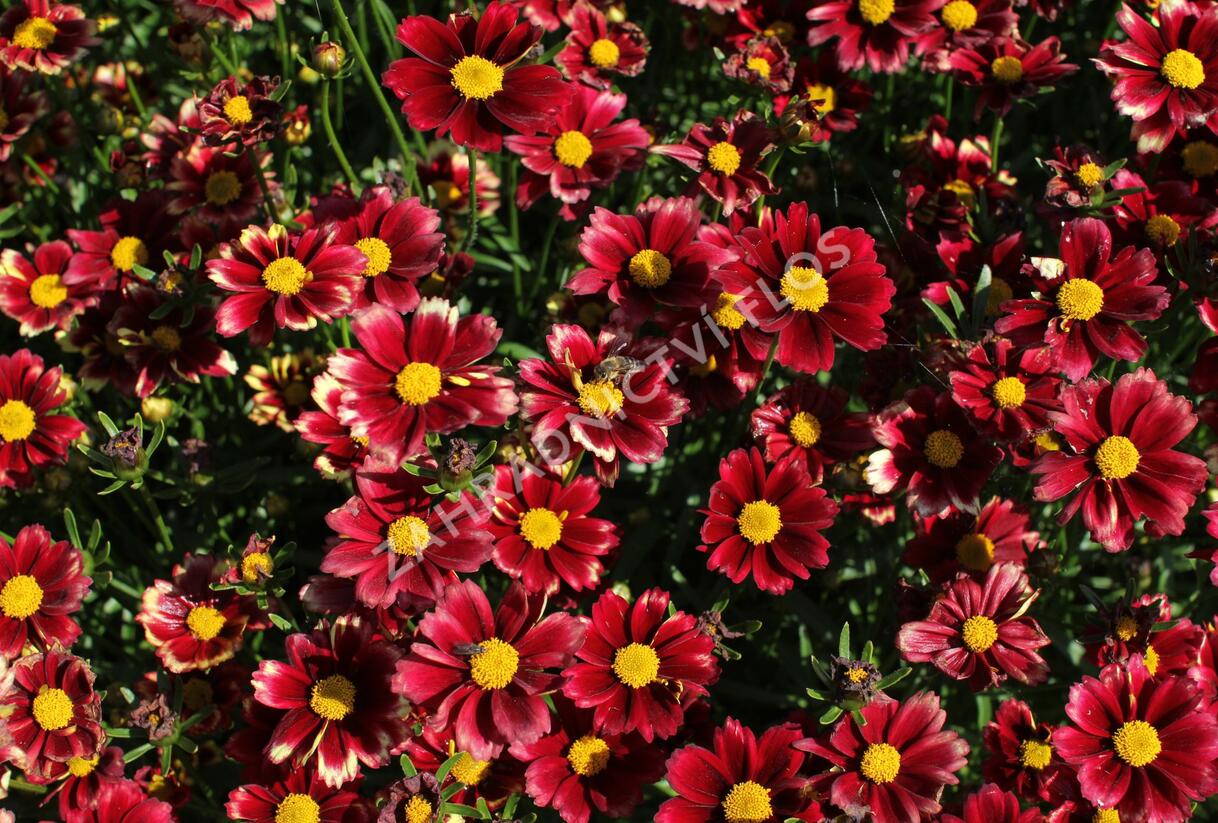 Krásnoočko 'Little Bang Red Elf' - Coreopsis 'Little Bang Red Elf'