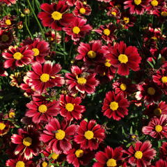 Krásnoočko 'Little Bang Red Elf' - Coreopsis 'Little Bang Red Elf'