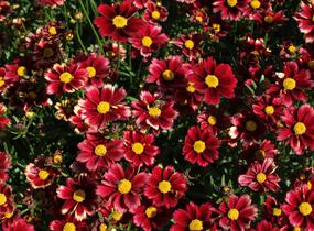 Krásnoočko 'Little Bang Red Elf' - Coreopsis 'Little Bang Red Elf'