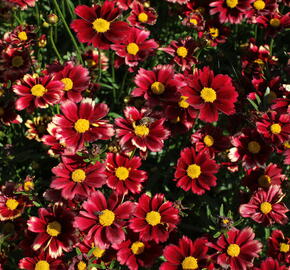 Krásnoočko 'Little Bang Red Elf' - Coreopsis 'Little Bang Red Elf'