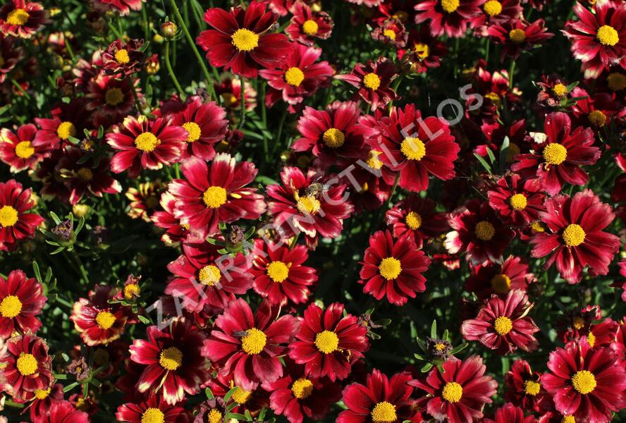 Krásnoočko 'Little Bang Red Elf' - Coreopsis 'Little Bang Red Elf'