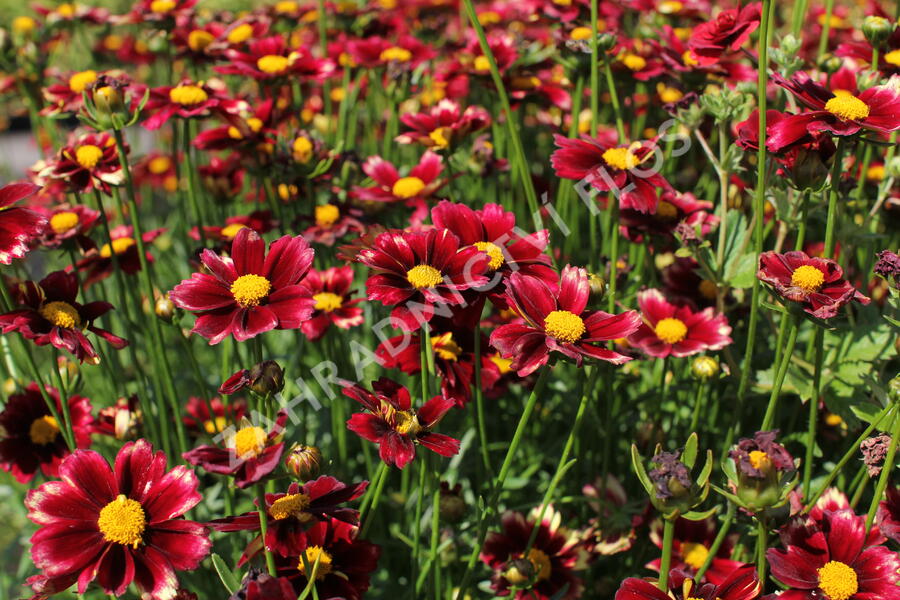 Krásnoočko 'Little Bang Red Elf' - Coreopsis 'Little Bang Red Elf'