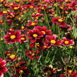 Krásnoočko 'Little Bang Red Elf' - Coreopsis 'Little Bang Red Elf'