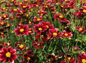 Krásnoočko 'Little Bang Red Elf' - Coreopsis 'Little Bang Red Elf'