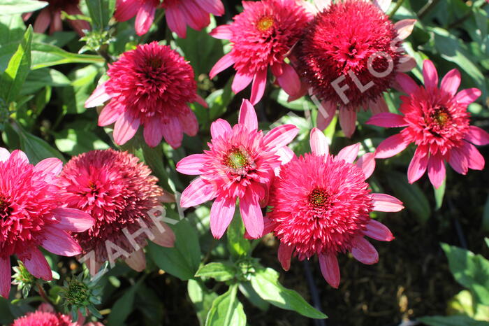 Třapatkovka nachová 'Sunny Days Ruby' - Echinacea purpurea 'Sunny Days Ruby'