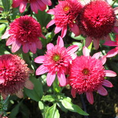 Třapatkovka nachová 'Sunny Days Ruby' - Echinacea purpurea 'Sunny Days Ruby'