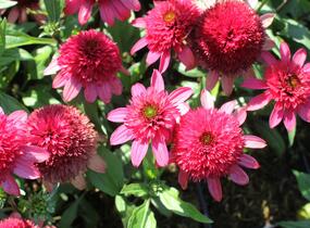 Třapatkovka nachová 'Sunny Days Ruby' - Echinacea purpurea 'Sunny Days Ruby'