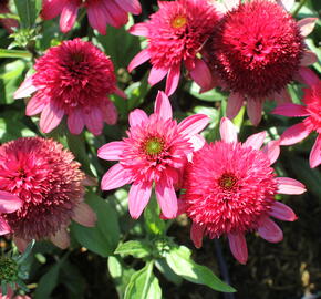 Třapatkovka nachová 'Sunny Days Ruby' - Echinacea purpurea 'Sunny Days Ruby'