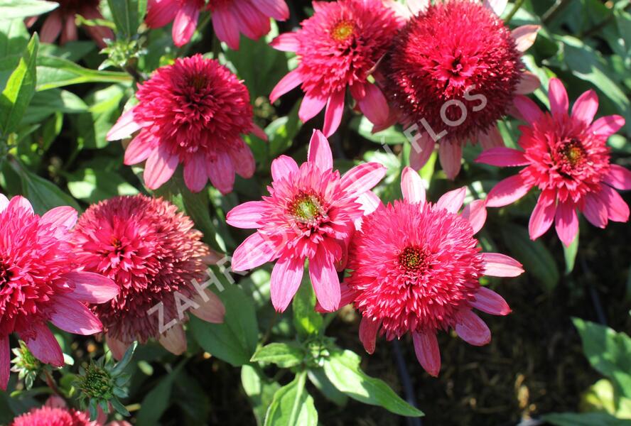 Třapatkovka nachová 'Sunny Days Ruby' - Echinacea purpurea 'Sunny Days Ruby'