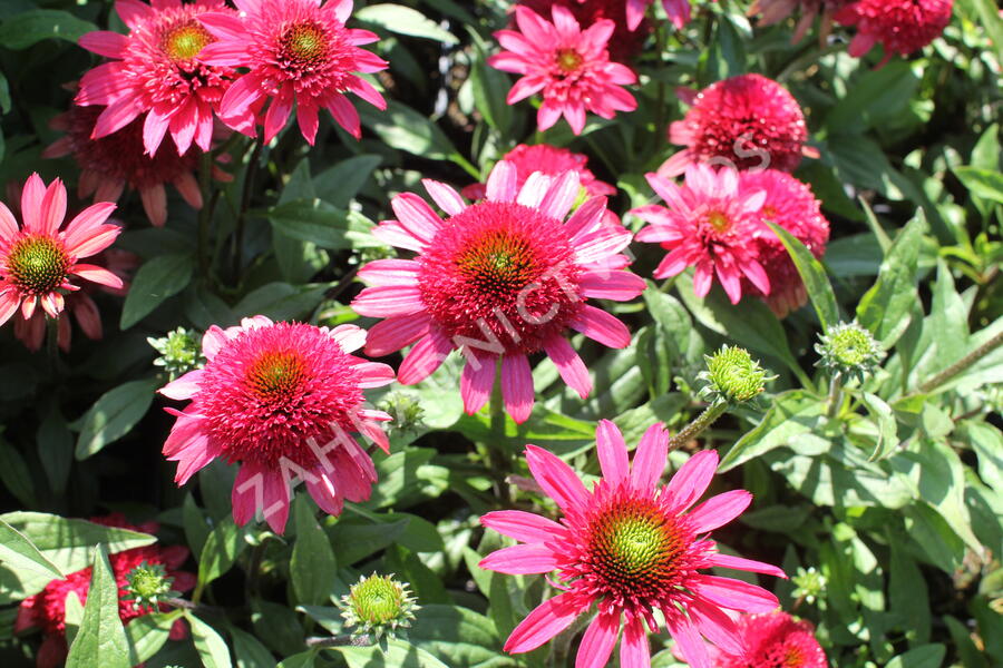 Třapatkovka nachová 'Sunny Days Ruby' - Echinacea purpurea 'Sunny Days Ruby'