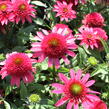 Třapatkovka nachová 'Sunny Days Ruby' - Echinacea purpurea 'Sunny Days Ruby'