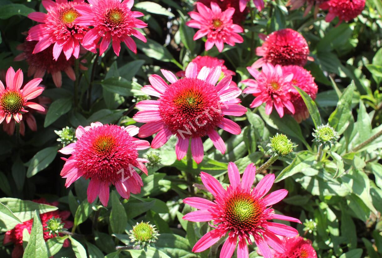 Třapatkovka nachová 'Sunny Days Ruby' - Echinacea purpurea 'Sunny Days Ruby'