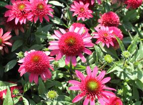 Třapatkovka nachová 'Sunny Days Ruby' - Echinacea purpurea 'Sunny Days Ruby'