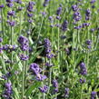 Levandule korunkatá 'Lavita Compact Blue' - Lavandula stoechas 'Lavita Compact Blue'