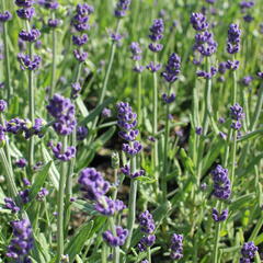 Levandule korunkatá 'Lavita Compact Blue' - Lavandula stoechas 'Lavita Compact Blue'
