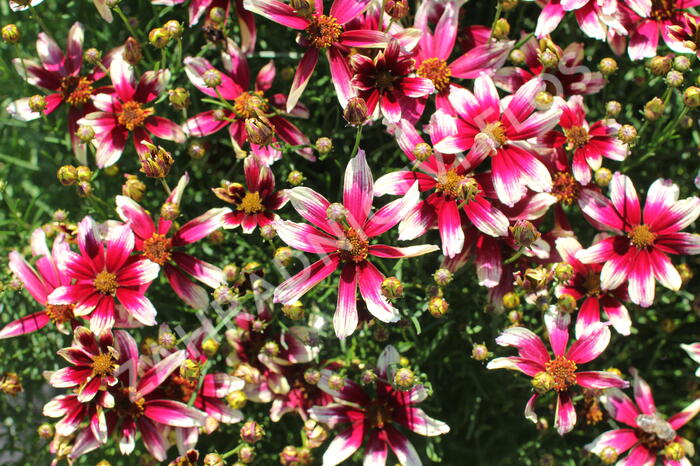 Krásnoočko přeslenité 'Sunstar Rose' - Coreopsis verticillata 'Sunstar Rose'