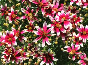 Krásnoočko přeslenité 'Sunstar Rose' - Coreopsis verticillata 'Sunstar Rose'