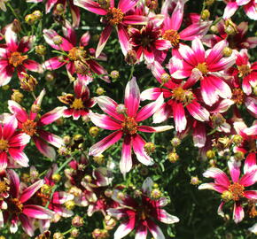 Krásnoočko přeslenité 'Sunstar Rose' - Coreopsis verticillata 'Sunstar Rose'