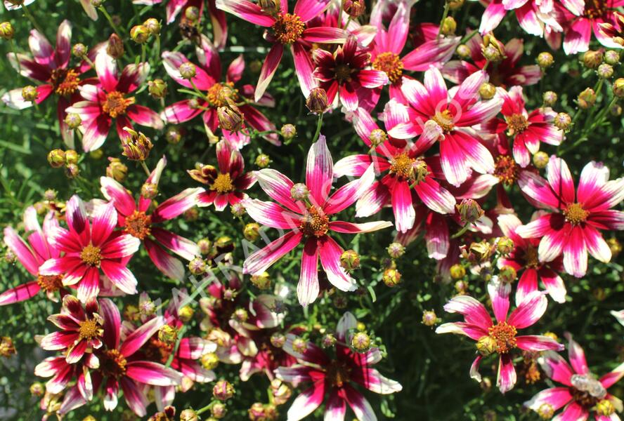 Krásnoočko přeslenité 'Sunstar Rose' - Coreopsis verticillata 'Sunstar Rose'