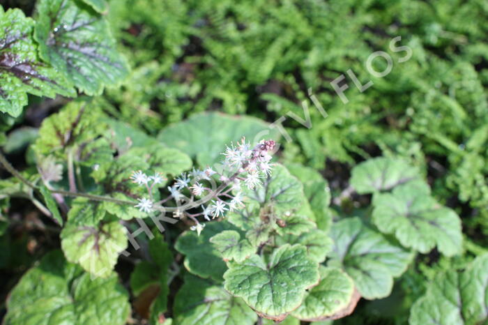 Mitrovnička ‘Sunset Ridge’ - Tiarella 'Sunset Ridge'