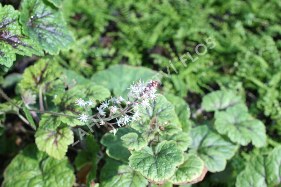 Mitrovnička ‘Sunset Ridge’ - Tiarella 'Sunset Ridge'