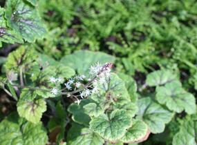 Mitrovnička ‘Sunset Ridge’ - Tiarella 'Sunset Ridge'
