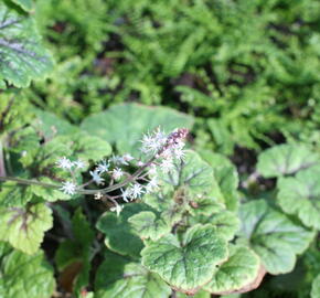 Mitrovnička ‘Sunset Ridge’ - Tiarella 'Sunset Ridge'