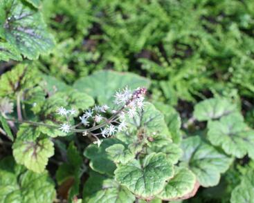 Mitrovnička ‘Sunset Ridge’